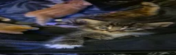 Mixed Breed cats for sale:  Kittens in Leeds - Advert 12