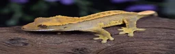 Gecko reptiles for sale: High end crested geckos in Burgess Hill - Advert 3