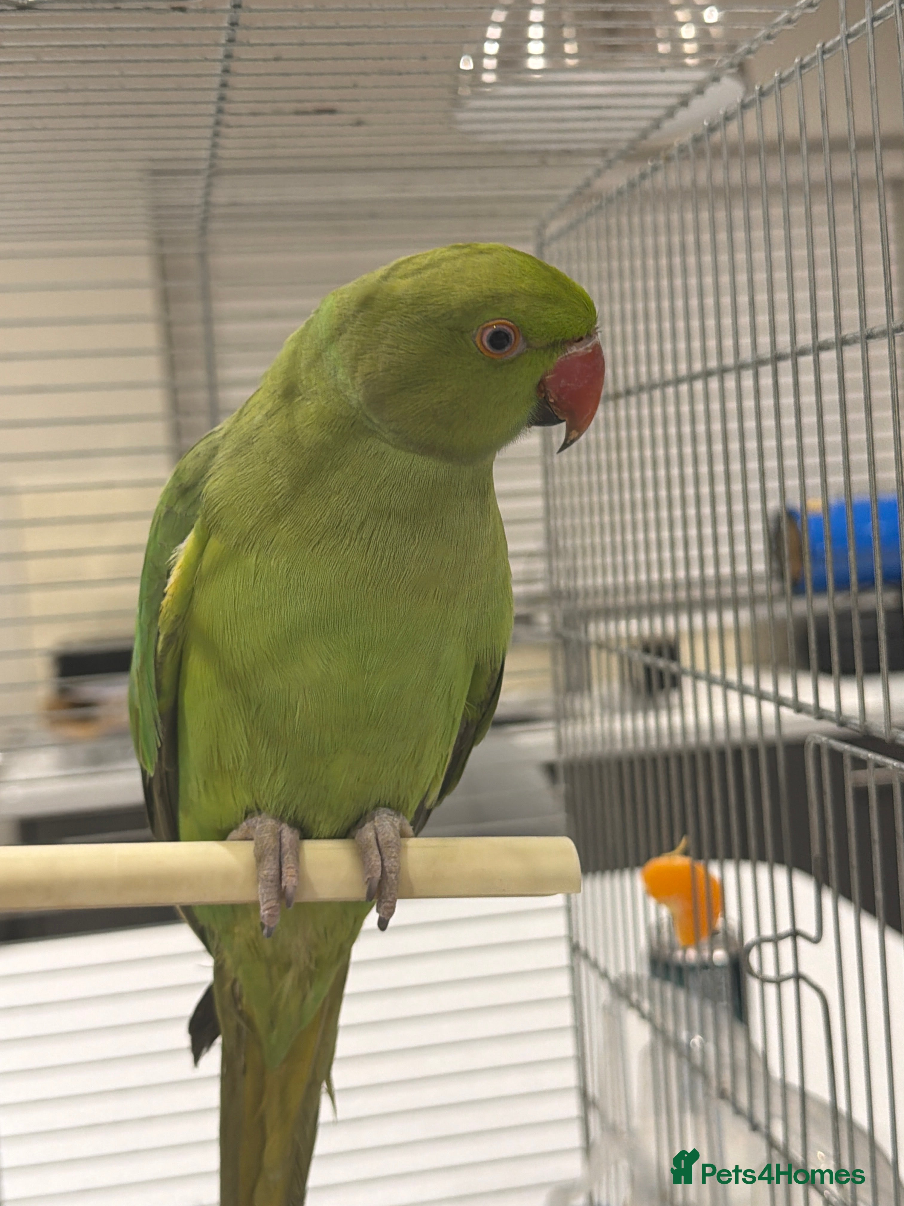 Ringnecks birds Green ring neck  - Advert 7