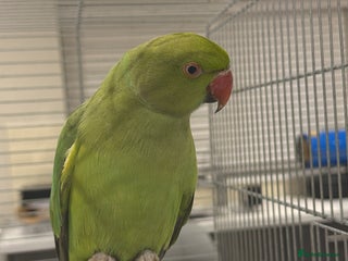 Ringnecks birds Green ring neck - Advert 1