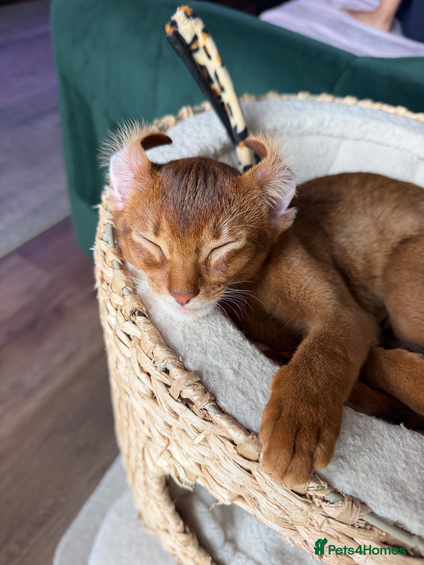 Abyssinian cats Pure Abyssinian 🌸 - Advert 2