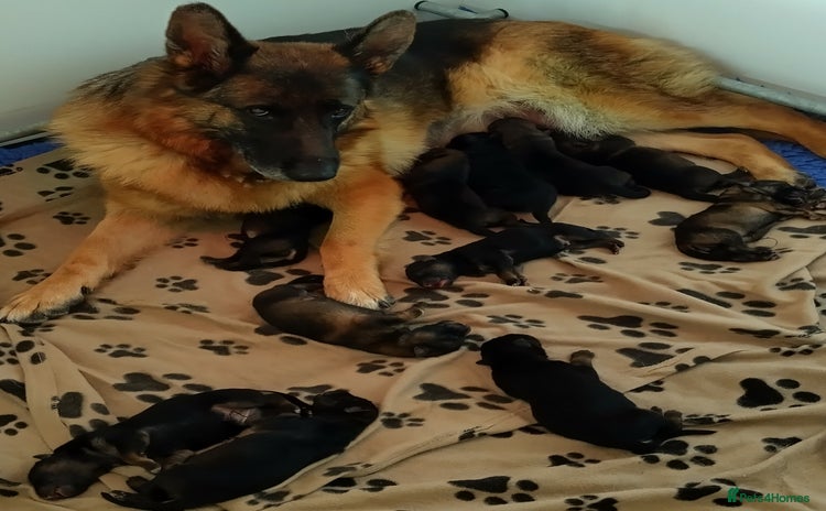 German Shepherd dogs - Advert 16