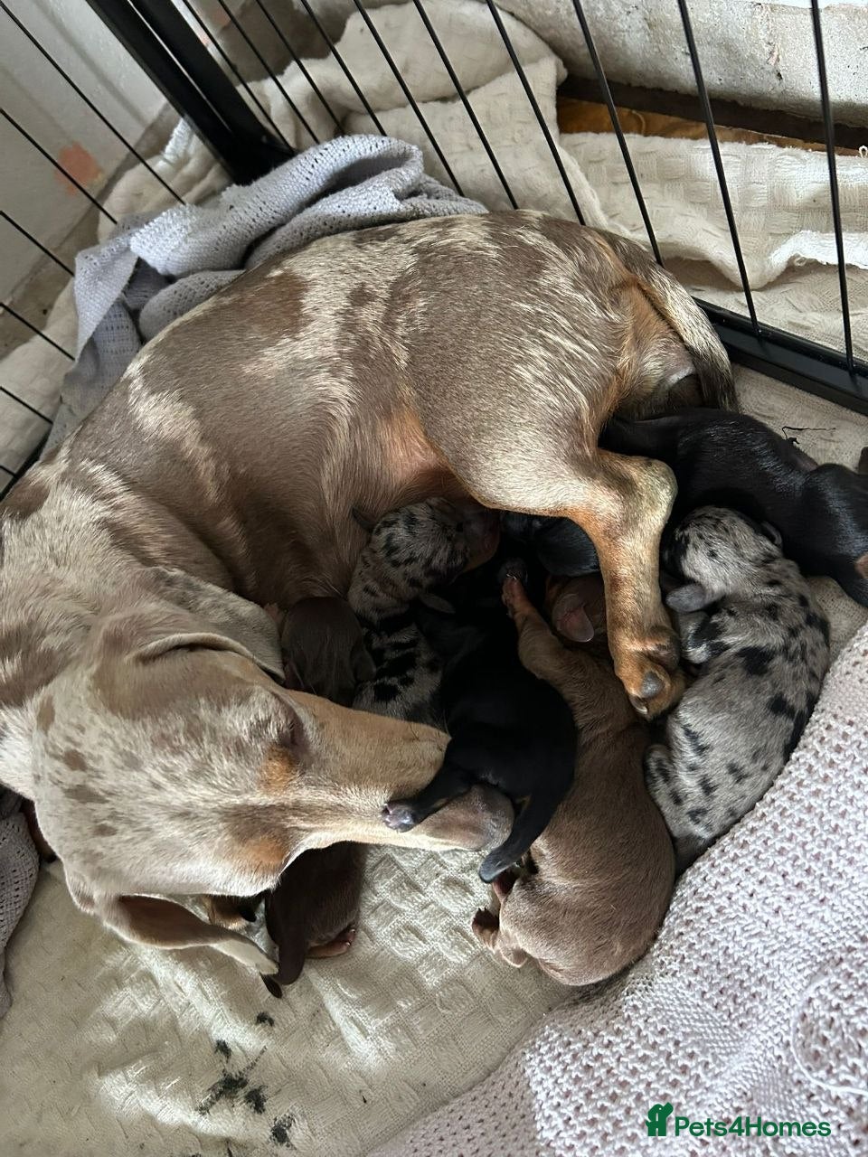 Dachshund dogs Beautiful puppies - Advert 1