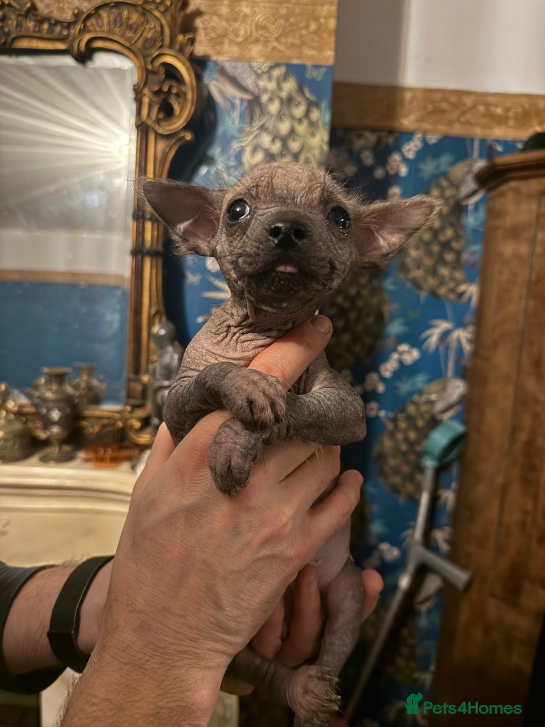 Chinese Crested dogs for sale: Chinese Crested Puppies  - Advert 7