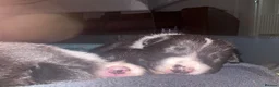 Border Collie dogs for sale: Working Line Border Collie Puppies - 4 girls left - Advert 4