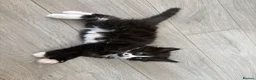 Mixed Breed cats for sale: Beautiful mixed-breed kittens! - Advert 20