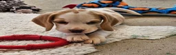 Beagle dogs for sale: Stunning KC Registered Beagle Pups- Ready 24.08.26 in Thirsk - Advert 30