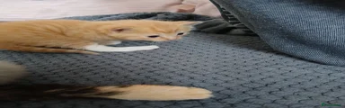 Mixed Breed 3