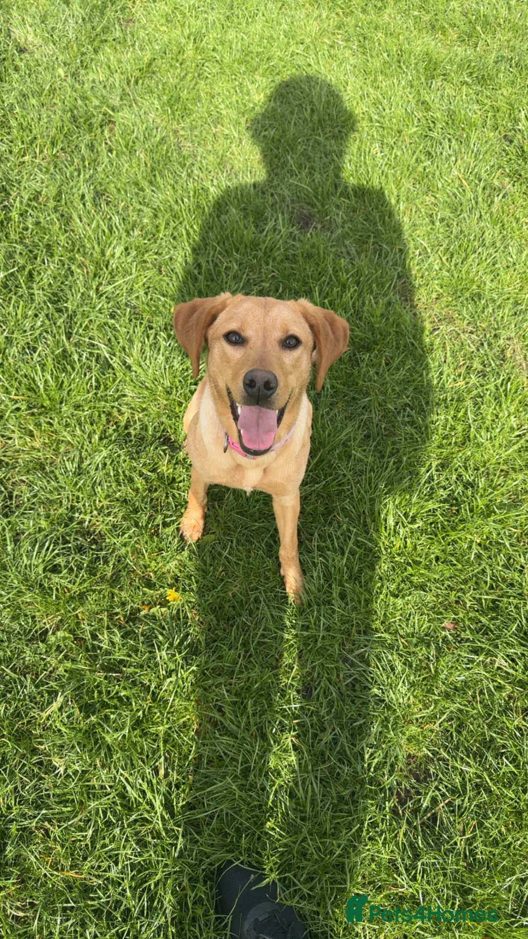 Labrador Retriever dogs for sale: KC REGISTERED LABRADOR in Stoke-on-Trent - Advert 2