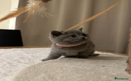 British Shorthair cats for sale: British Shorthair kittens Lilac/Blue 3 Girls 1 Boy - Image 25