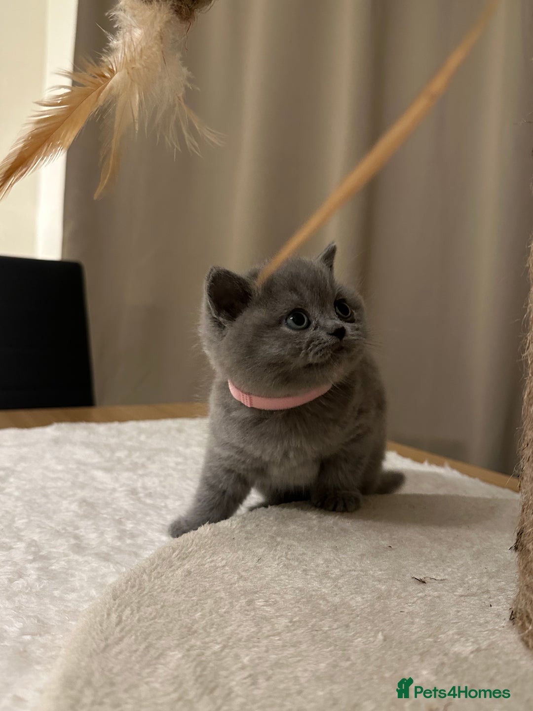 British Shorthair cats for sale: British Shorthair kittens Lilac/Blue 3 Girls 1 Boy - Image 25