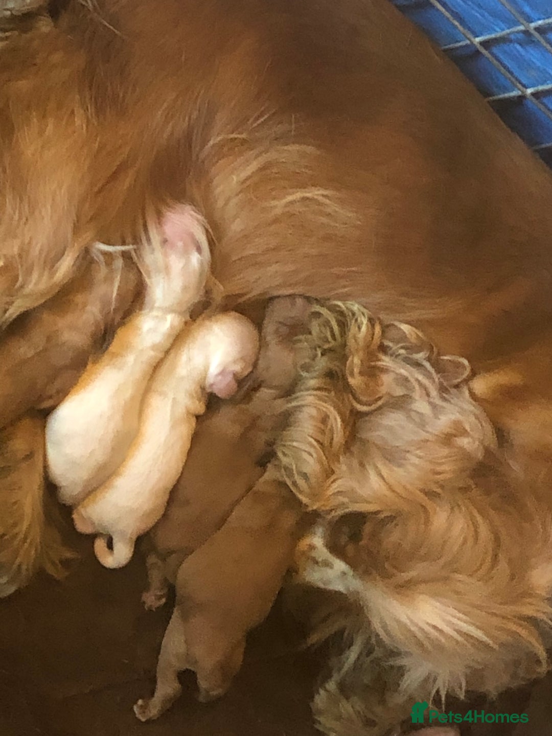 Cocker Spaniel dogs for sale: Beautiful cocker babies  - Image 5