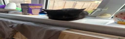 Mixed Breed cats for sale:  4 Black Kittens Looking for Their Forever Homes  in Bridlington - Advert 2