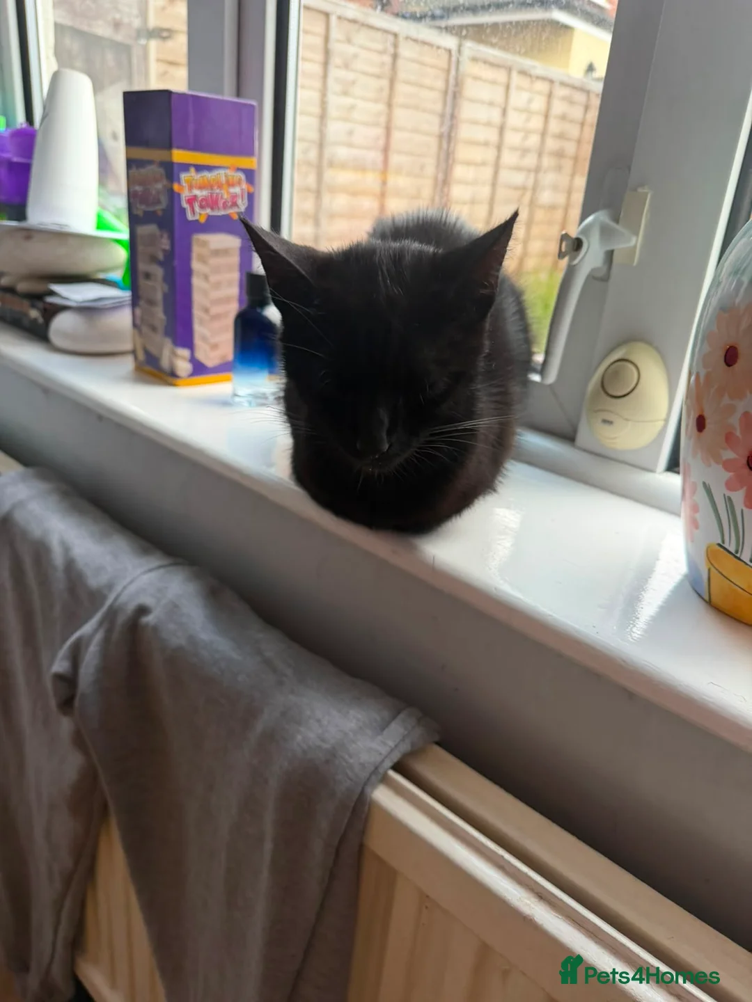 Mixed Breed cats for sale:  4 Black Kittens Looking for Their Forever Homes  in Bridlington - Advert 2