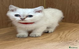 British Shorthair cats for sale: Beautiful golden white British short hair  - Image 3