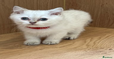 British Shorthair cats - Advert 12