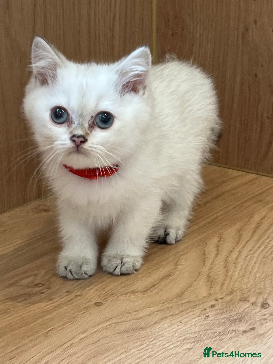 British Shorthair cats for sale: Beautiful golden white British short hair  - Image 3