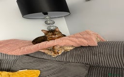 Bengal cats for sale: 2 female bengal cats 8 & 6 - Image 9
