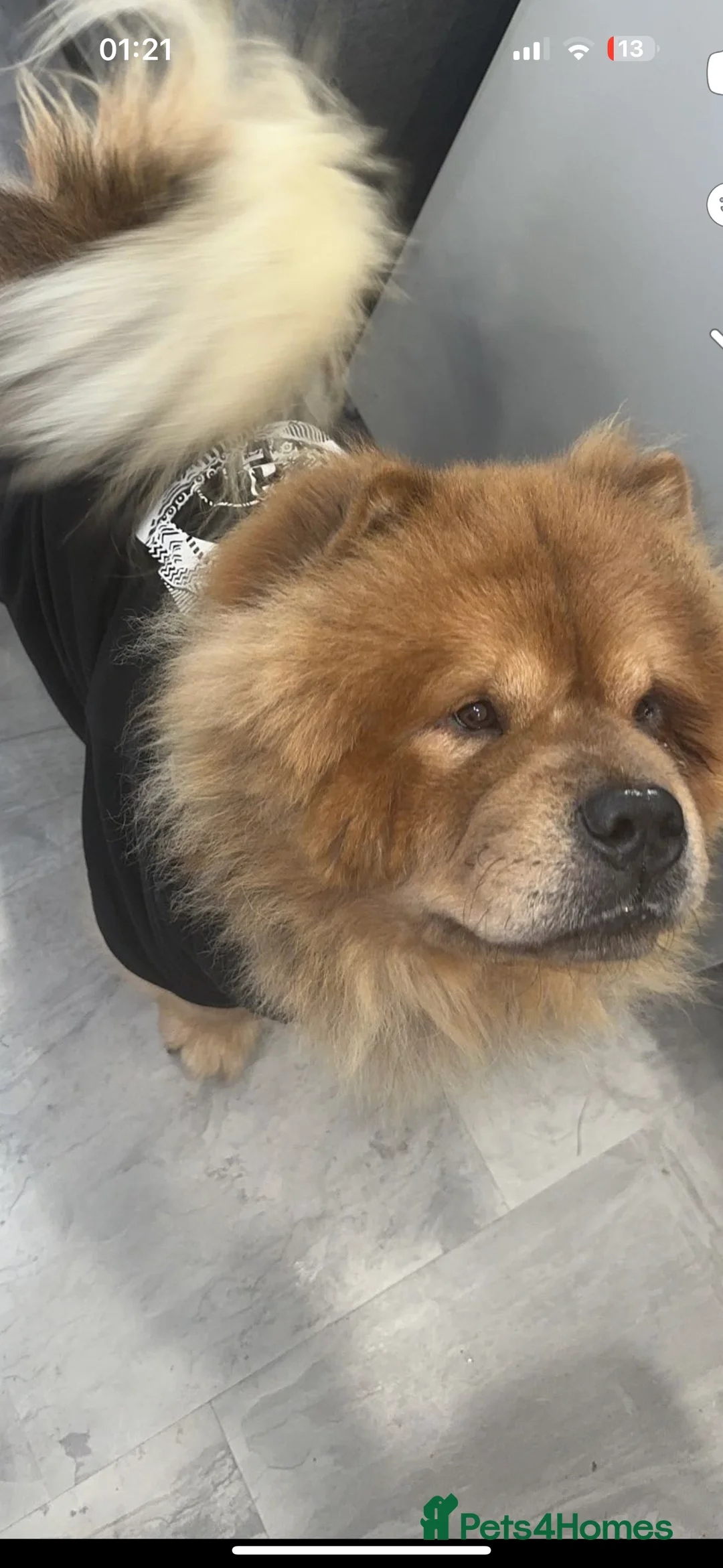 Chow Chow dogs for sale: beautiful chow male - Advert 6