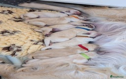 Golden Retriever dogs for sale: Golden retriever puppies  - Image 3