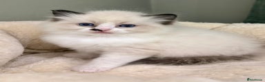 Ragdoll Kitten 3