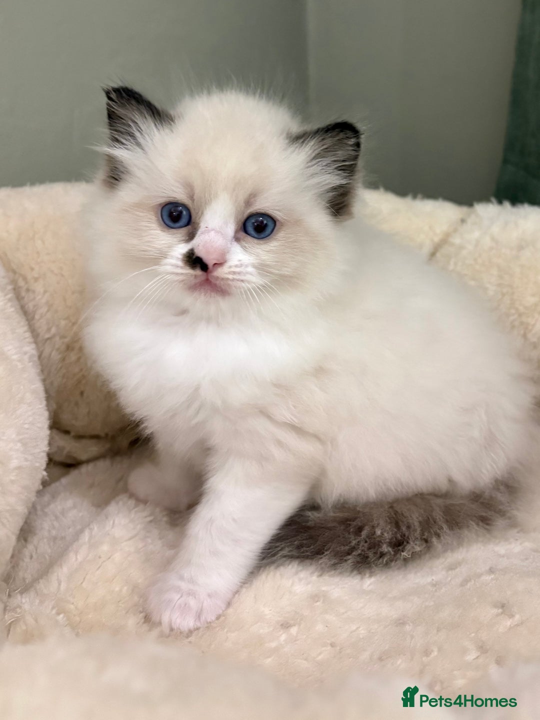 Ragdoll cats for sale: Gccf ragdolls ready 12th Jan  - Advert 14