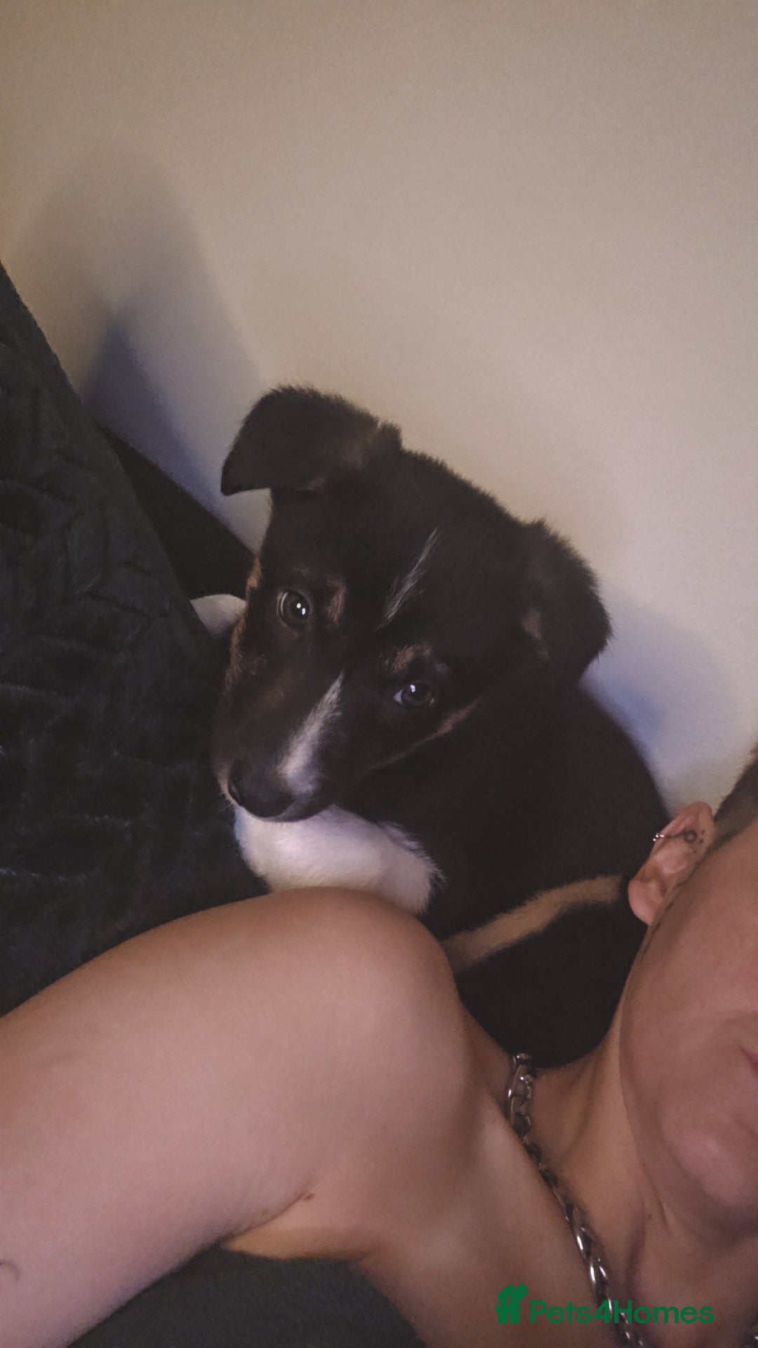 Border Collie dogs for sale: Border Collie - Advert 11