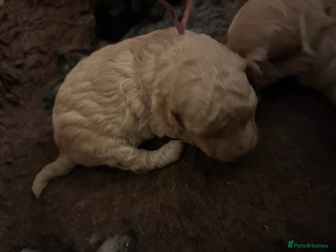 Maltipoo dogs for sale: Gorgeous maltipoo puppies  - Advert 12