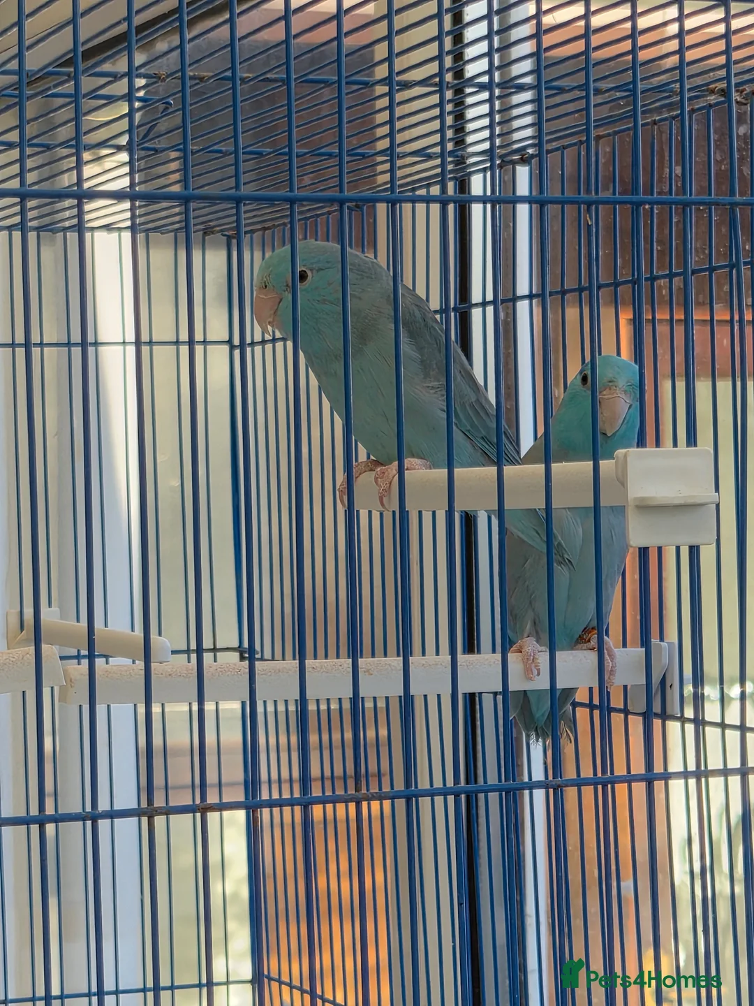 Parakeets birds for sale: Parrotlets breeding pair - Advert 3