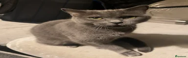 British Shorthair 1