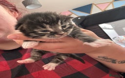 Domestic Shorthair cats for sale: 3 tabby males ready 18/09 - Image 7