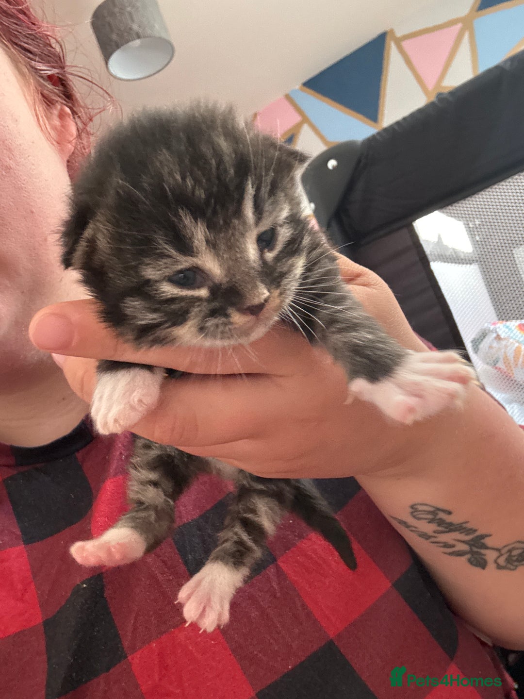 Domestic Shorthair cats for sale: 3 tabby males ready 18/09 - Image 7