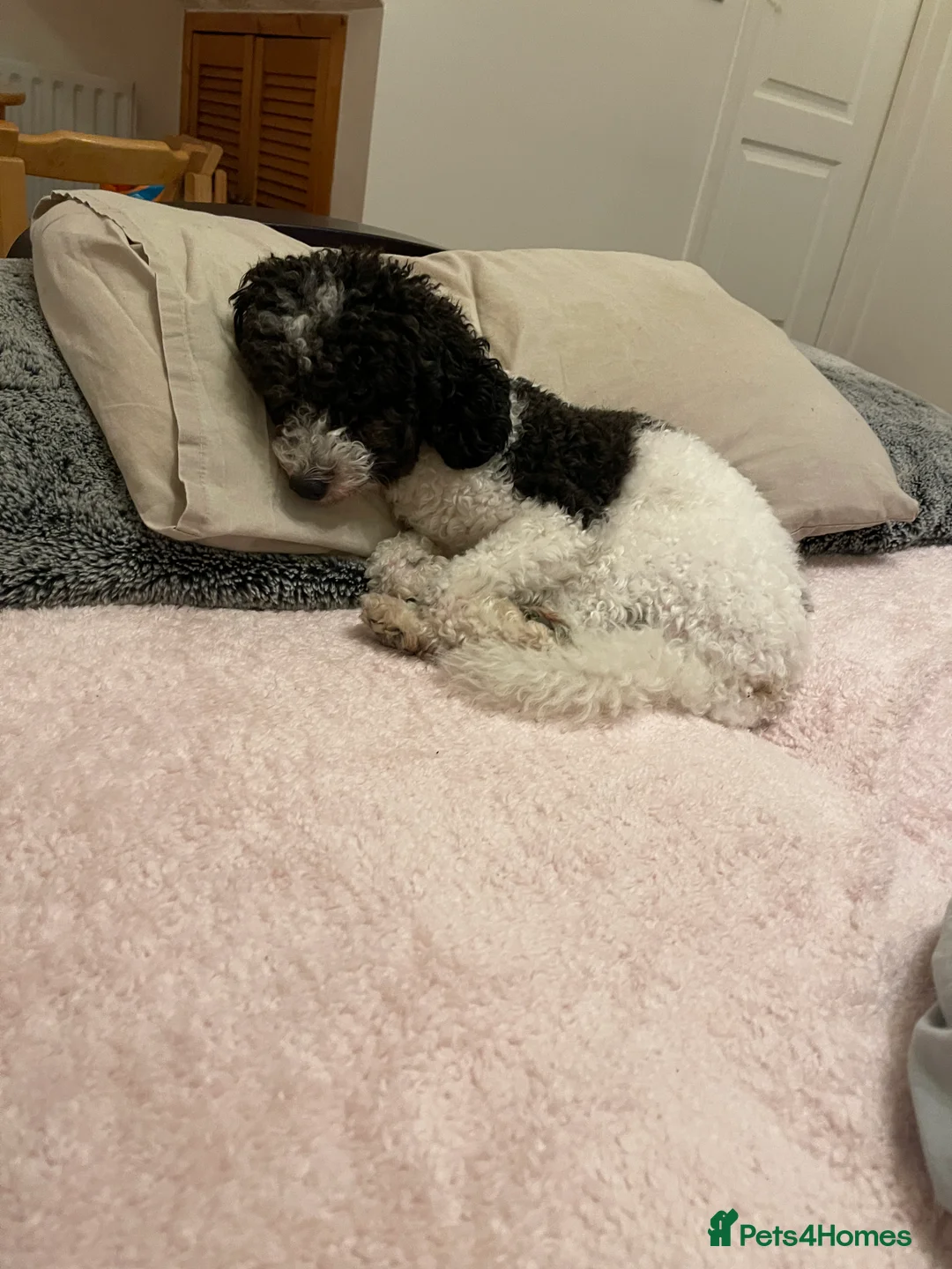 Toy Poodle dogs for stud: KC PROVEN toy poodle male for stud in Gerrards Cross - Advert 12