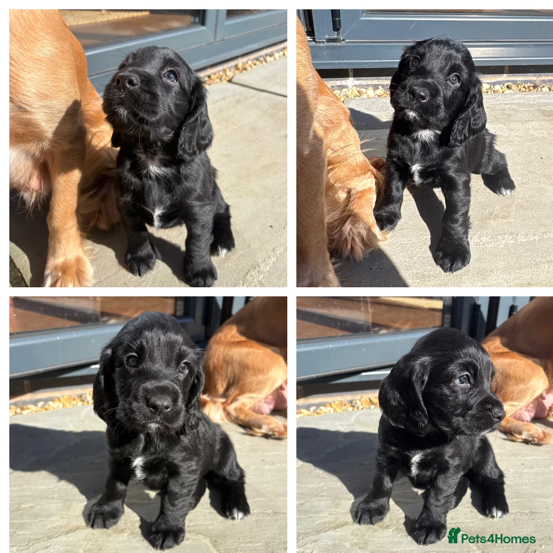 Sprocker dogs for sale: Beautiful Sprocker Spaniel Girls - Advert 12
