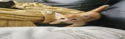 British Longhair cats for sale: Longhaired and shorthaired ginger, black, b & w - Advert 31