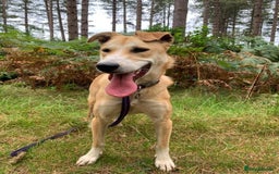 Mixed Breed dogs for adoption: Cristina - Norwich Norfolk  - Image 28