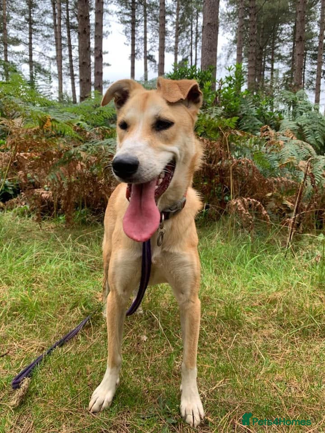 Mixed Breed dogs for adoption: Cristina - Norwich Norfolk  - Image 28