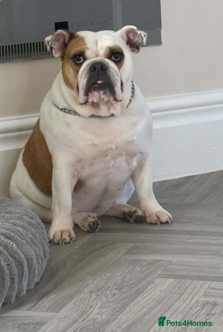 English Bulldog dogs Femaled English/British bulldog white and tan  - Advert 6