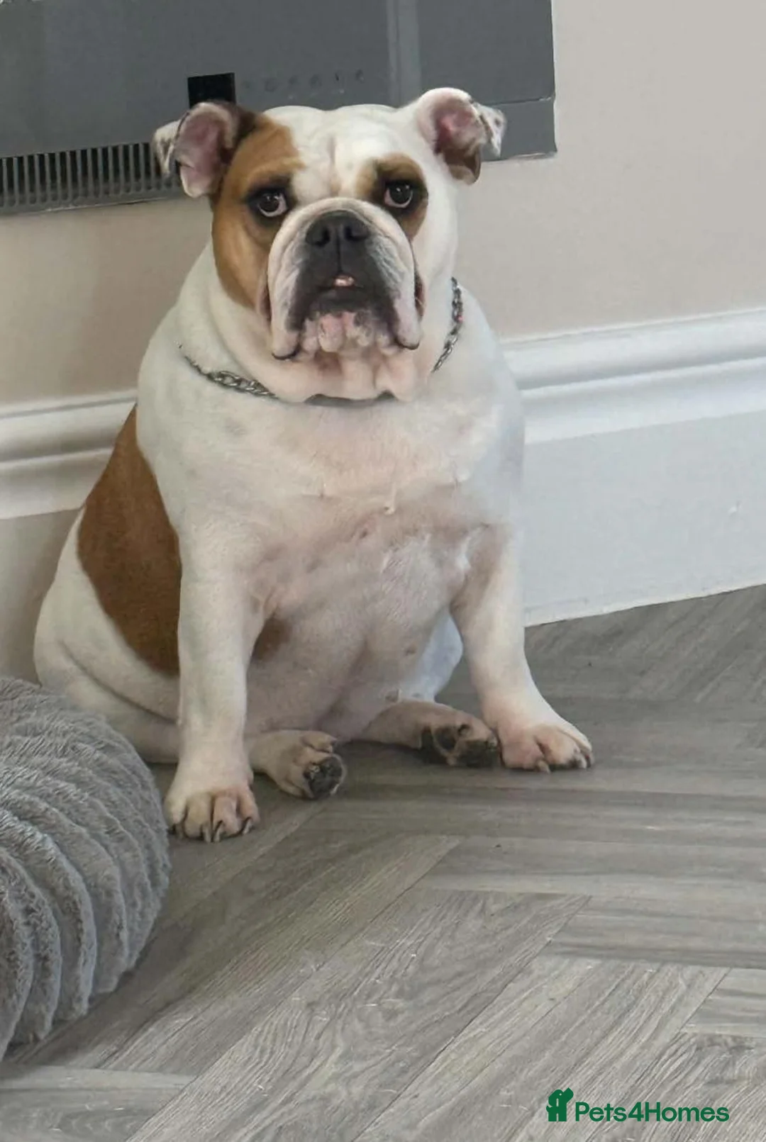 English Bulldog dogs for sale: Femaled English/British bulldog white and tan  - Advert 1