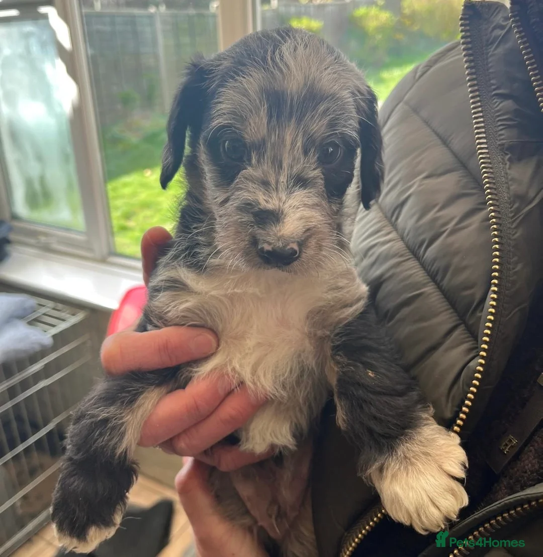 Bordoodle dogs for sale: Merle and Black & White Mini Bordoodles  - Advert 2