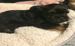 Chorkie dogs for sale: Tiny Pups for sale - Image 15