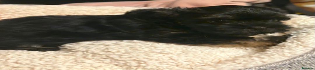 Chorkie Puppy 4