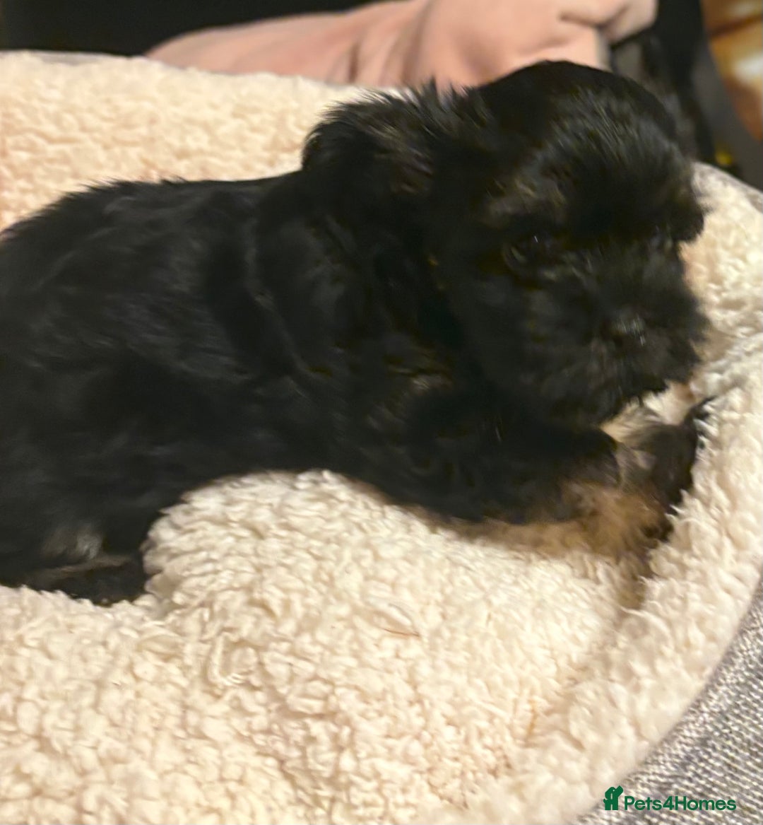 Chorkie dogs for sale: Tiny Pups for sale - Image 15