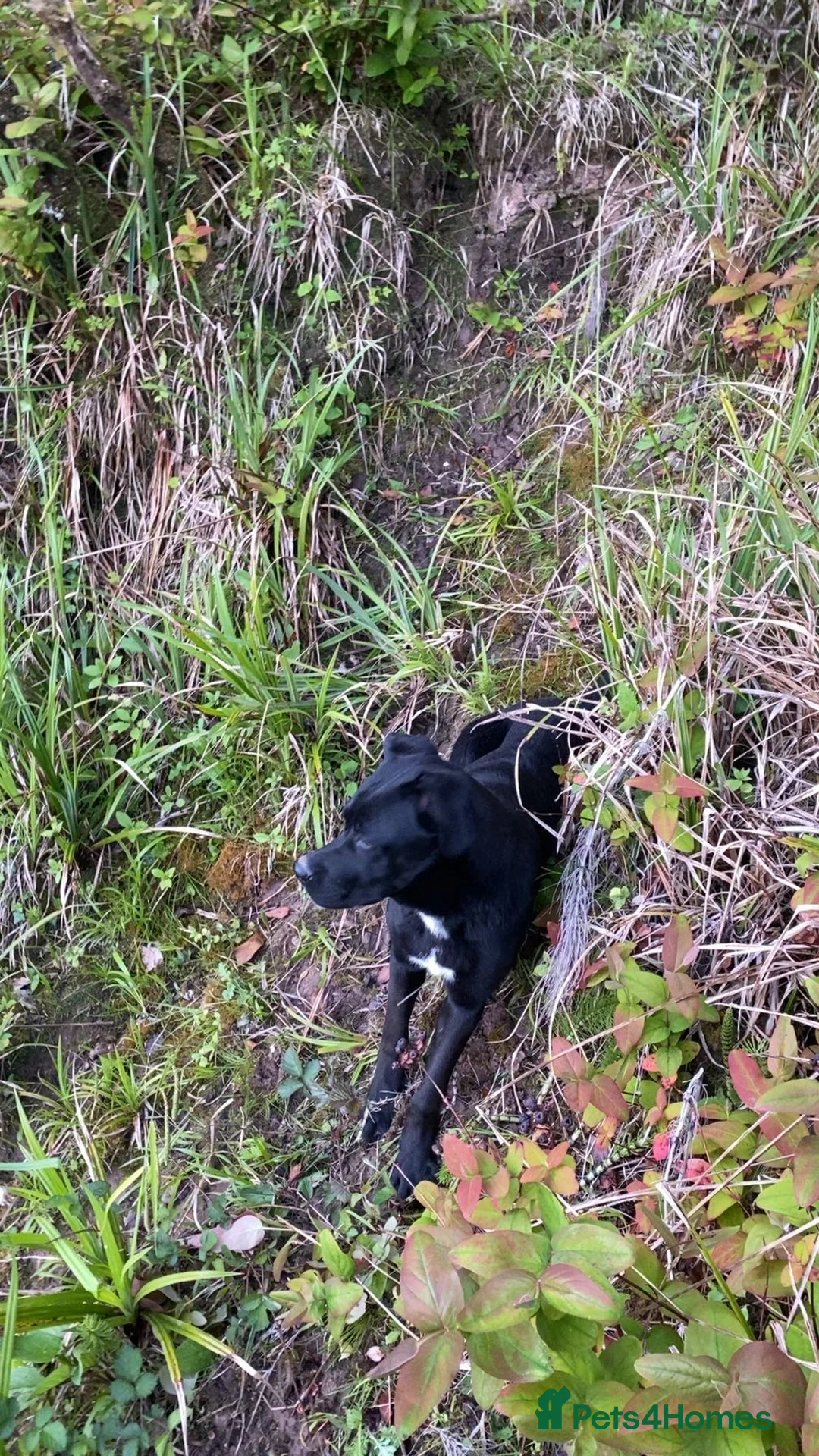 Mixed Breed dogs for sale: Cane corso cross German shepherd  - Advert 3