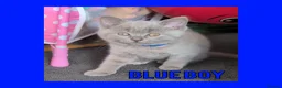 British Shorthair cats for sale: Stunning Lilac British Shorthair Kittens For Sale - Advert 32