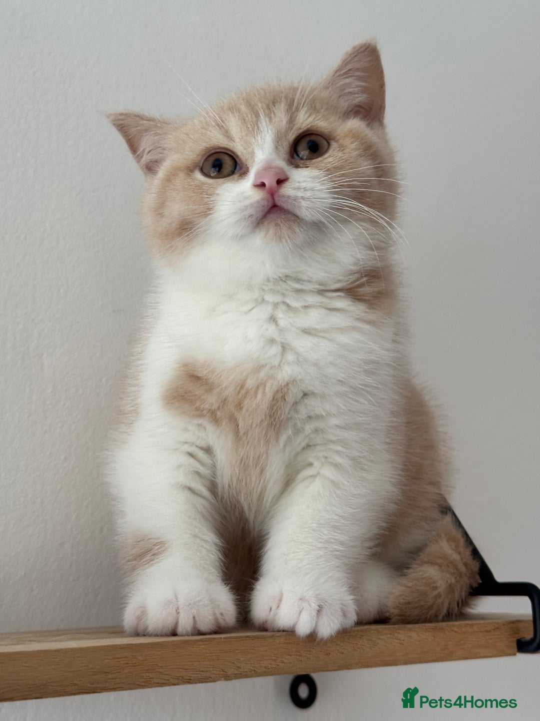 British Shorthair cats for sale: ChampionLine🏆🏆🏆Bicolour British Shorthair💙💙💖 - Advert 10