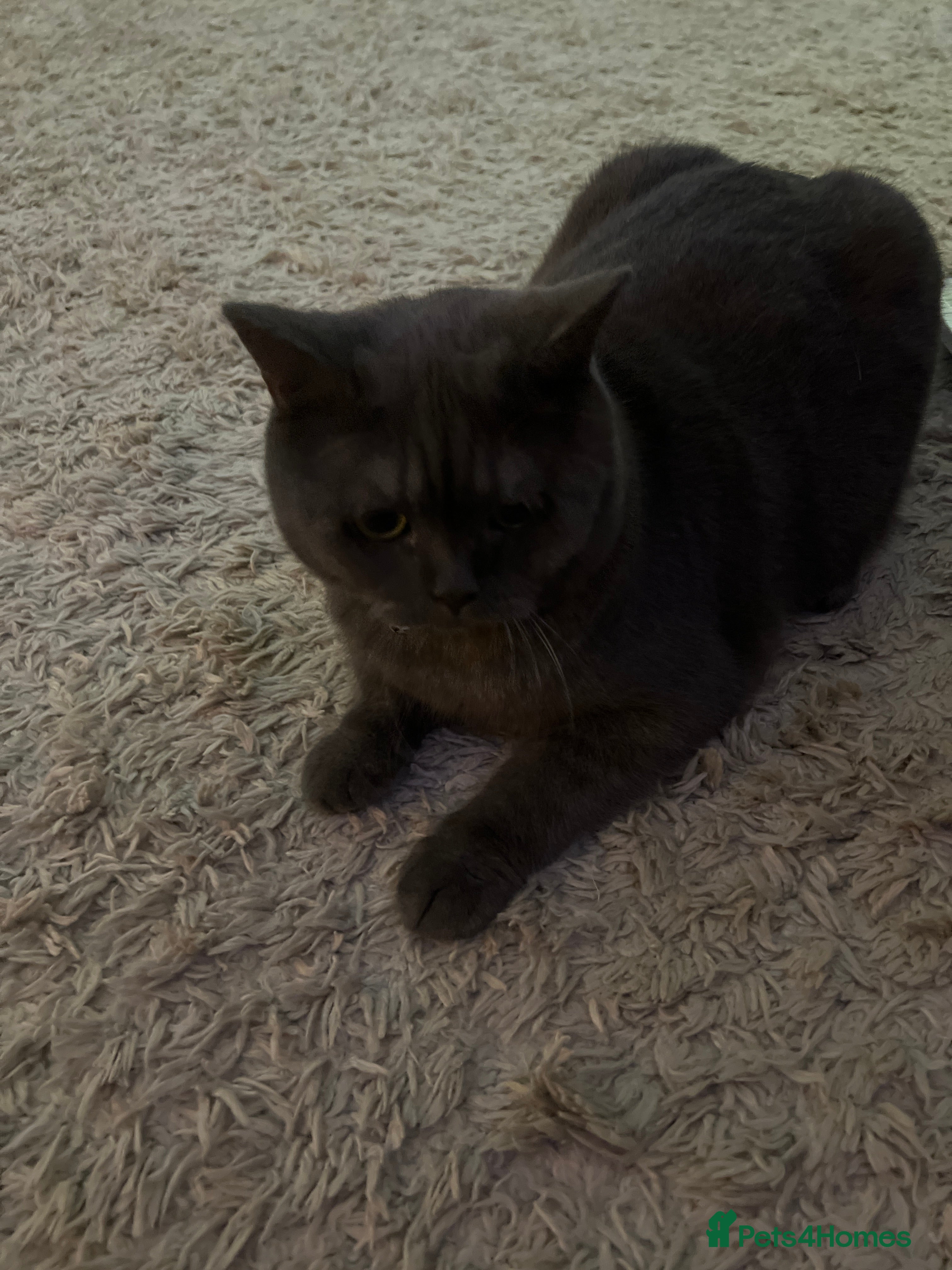 British Shorthair cats British Shorthair Rehoming - Advert 12