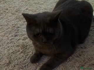 British Shorthair cats British Shorthair Rehoming - Advert 1