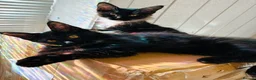 Maine Coon cats for sale: Full bread Maine coon kittens 6 left  - Advert 14