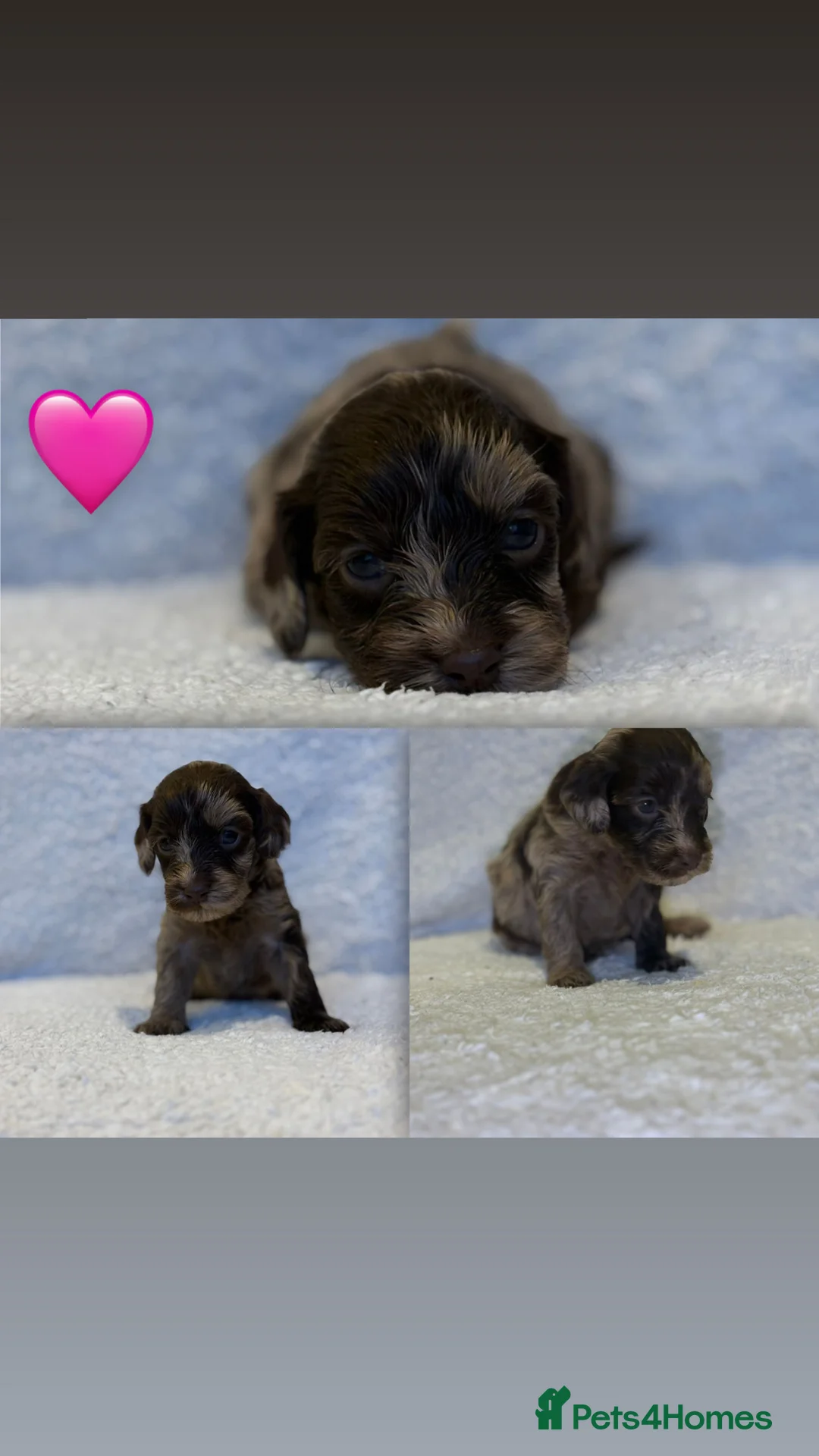 Cockapoo dogs for sale: Cockapoo rainbow litter - Advert 2